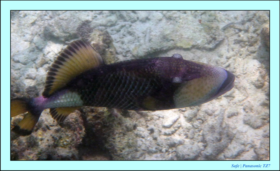 2009    07   Kapalai 25